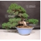 juniperus chinensis ref 7070192