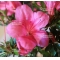 VENDU rhododendron l.  osakazuki ref 03070192