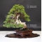 VENDU juniperus chinensis itoigawa ref 19070198