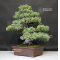 VENDU Pinus pentaphylla ref: 09080193