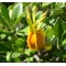 gardenia jasminoides bonsai ref:12070171