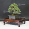 Pinus pentaphylla miyo-jo ref 12090197