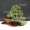 Juniperus chinensis itoigawa 10090194