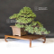 Pinus pentaphylla kokonoe du Japon ref :10090195