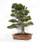 Pinus parviflora ref: 18120191