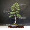 Pinus pentaphylla ref 13090195