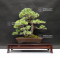 Pinus pentaphylla ref:130901910