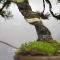 VENDU juniperus rigida ref 10100193