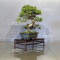 VENDU juniperus chinensis itoigawa ref 10100197