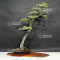 VENDU Pinus pentaphylla ref:16090196