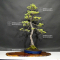 Pinus pentaphylla ref:16090197