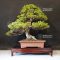 Juniperus chinensis itoigawa ref 18090192