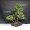 Pinus pentaphylla variété zuisho 18090199