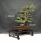 VENDU Pinus pentaphylla kokonoe ref:29110197