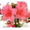 rhododendron l.  osakazuki ref 4040203