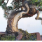 juniperus chinensis itoigawa 04050204