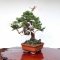 VENDU juniperus chinensis itoigawa 05050207