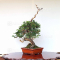 juniperus chinensis itoigawa 05050209