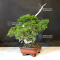 VENDU juniperus chinensis itoigawa 050502010