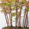 acer palmatum forêt ref :090502012