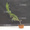 juniperus chinensis itoigawa