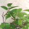 VENDU carpinus laxiflora 16100202