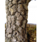 graines d'acer palmatum pine bark