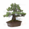 VENDU Pinus pentaphylla ref: 31010219
