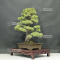 VENDU Pinus pentaphylla ref : 26050202