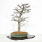 VENDU acer palmatum shishigashira ref: 04030213