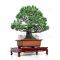 Pinus pentaphylla ref 11030217