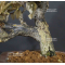 VENDU eleagnus pungens maculata aurea 20050203