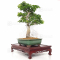 VENDU acer palmatum shishigashira ref: 150402128