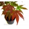 ACER  palmatum 'Atropurpureum' de bouture en godet