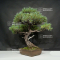 VENDU Pinus pentaphylla ibokan 19100184