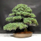 VENDU Pinus pentaphylla ref: 02070217