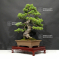 VENDU Pinus pentaphylla horai ref: 09070213