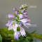 Hosta Dancing mouse