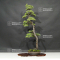 Pinus pentaphylla 20060202