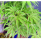PT pot casse palmatum seigen  06050216