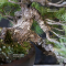 pinus pentaphylla 26070217