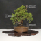VENDU juniperus chinensis itoigawa 05110214