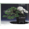 BONSAI FOCUS N° 118