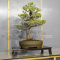 Pinus pentaphylla du Japon ref : 11040223