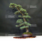 VENDU Pinus pentaphjylla ref:2208222