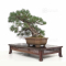 Pinus pentaphylla du Japon ref :12090222