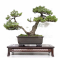 vendu Pinus pentaphylla ref: 21090222