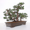 Juniperus chinensis itoigawa 02070185