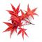 Acer palmatum DESHOJO de bouture 3l