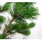 Pinus parviflora var. negishi 4 litres